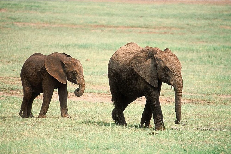 Lake Manyara National Park