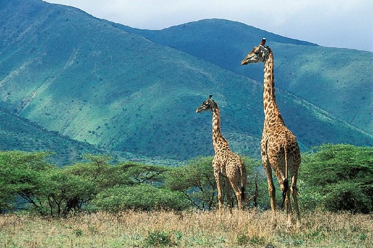 Ngorongoro Crater