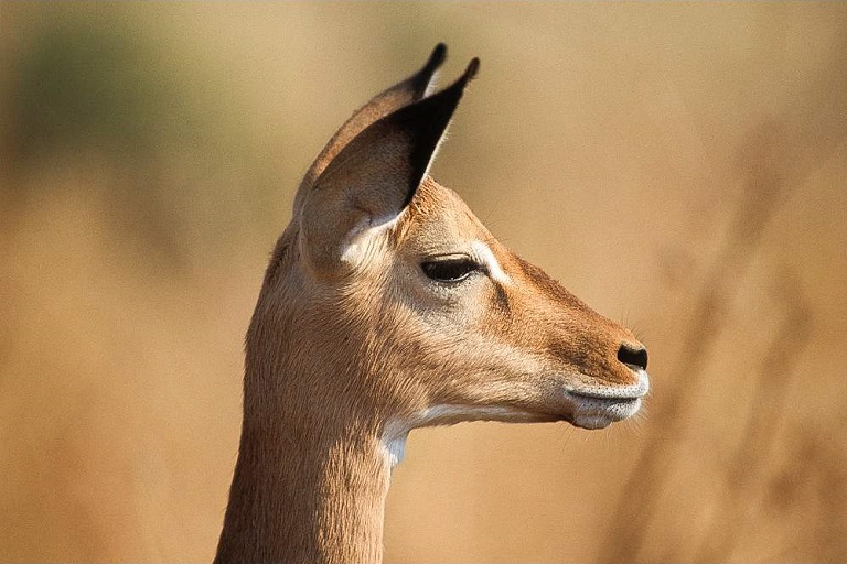 Tarangire National Park
