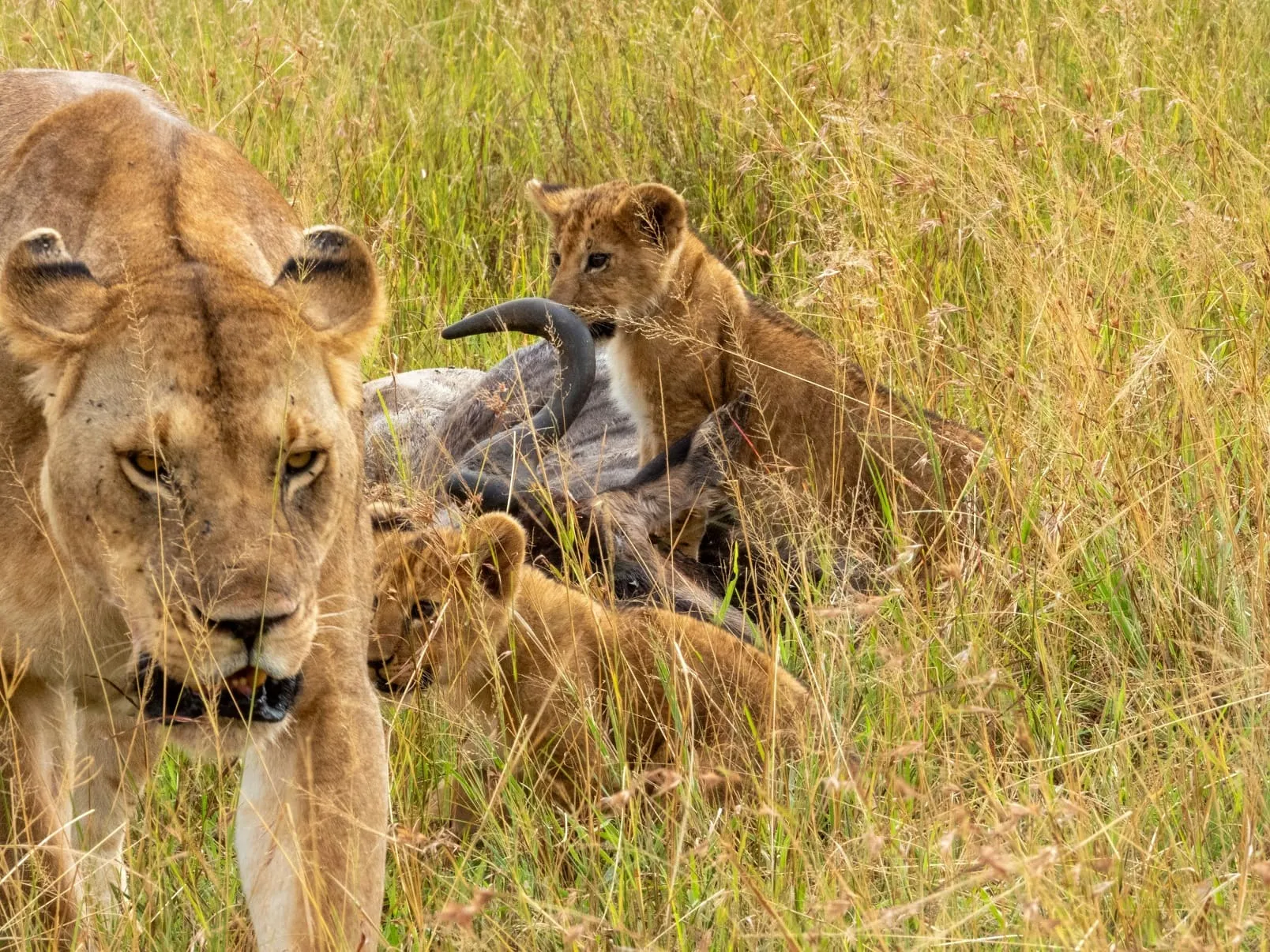 Budget safari packages in Africa