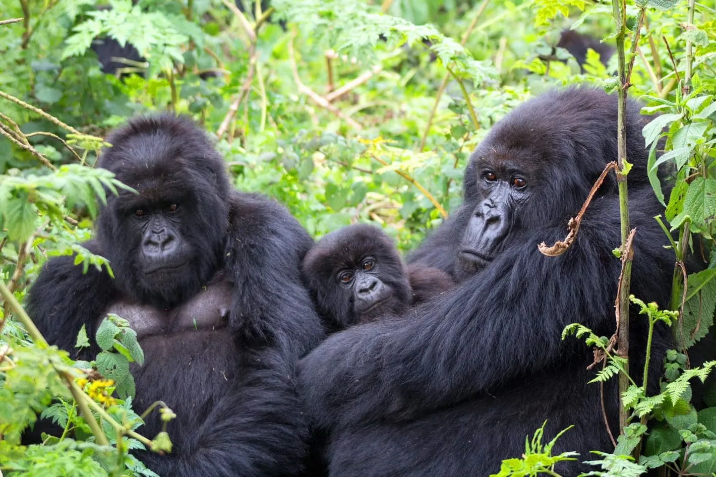 Gorilla trekking safaris in Uganda and Rwanda