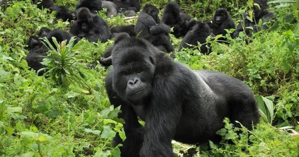 Bwindi Impenetrable Forest gorilla trekking attraction