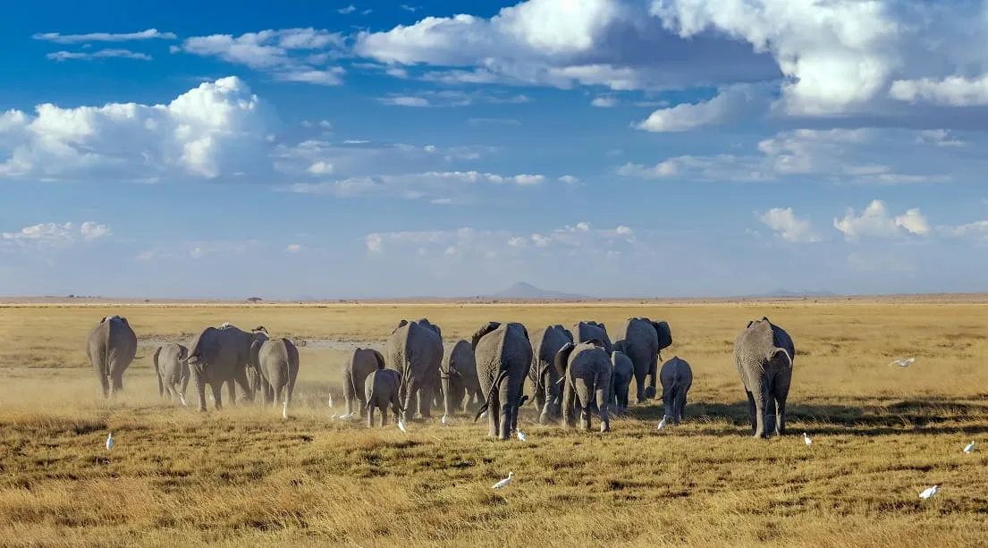 Kenya safari destination for African safari packages
