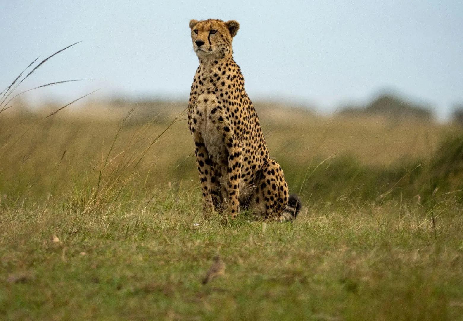 Masai Mara safari packages in Kenya