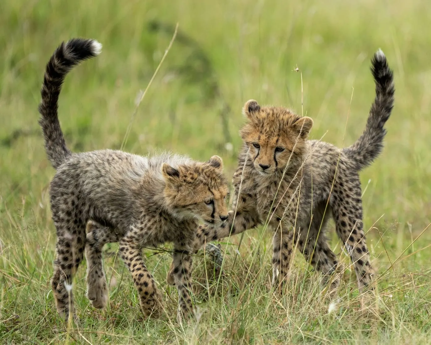 Masai Mara National Reserve safari attraction