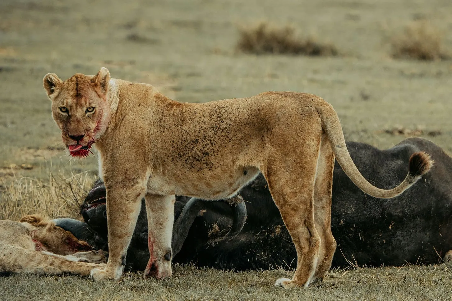 Ngorongoro Crater safari attraction