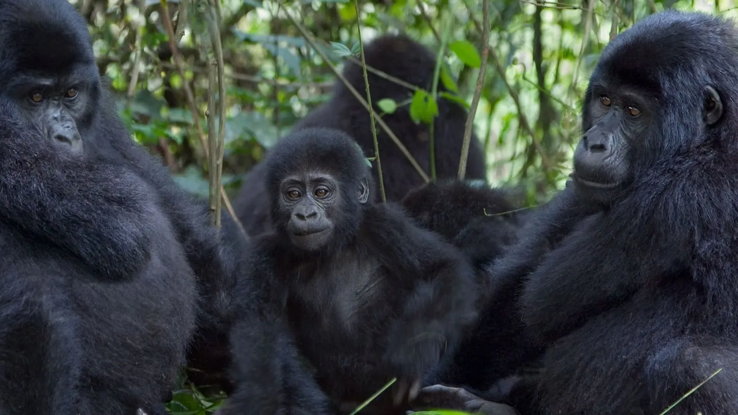 Rwanda safari destination and wildlife tours