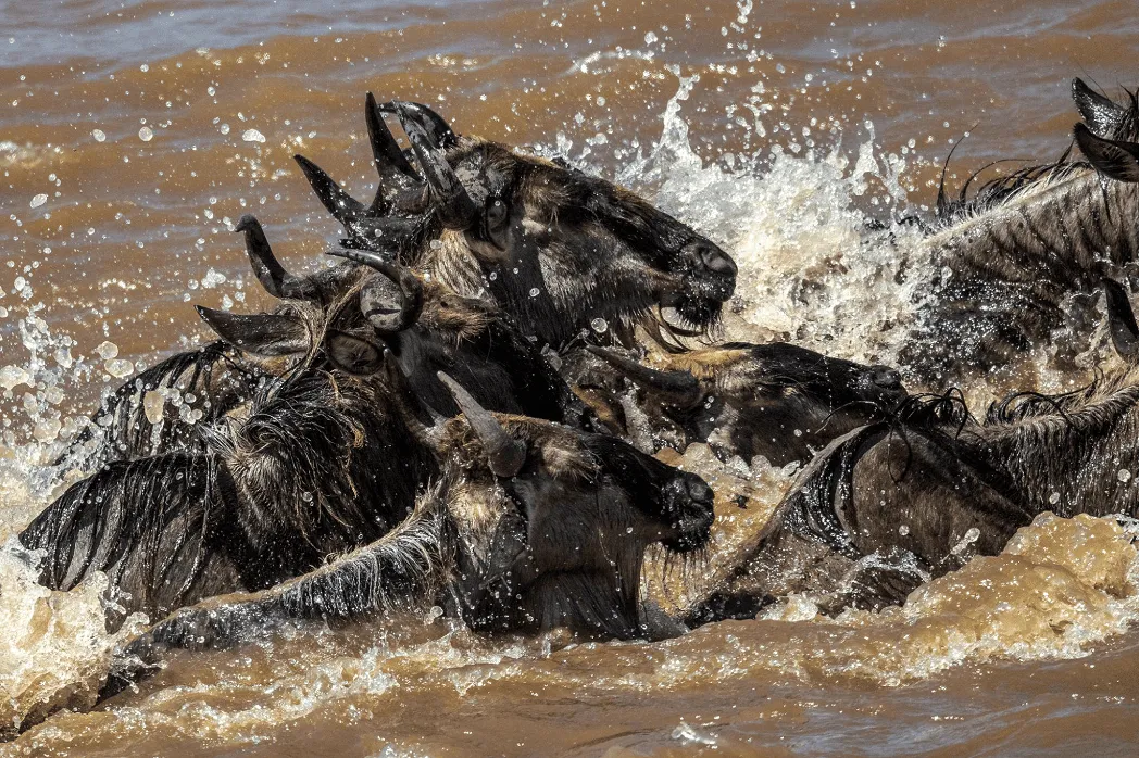 Serengeti National Park safari attraction