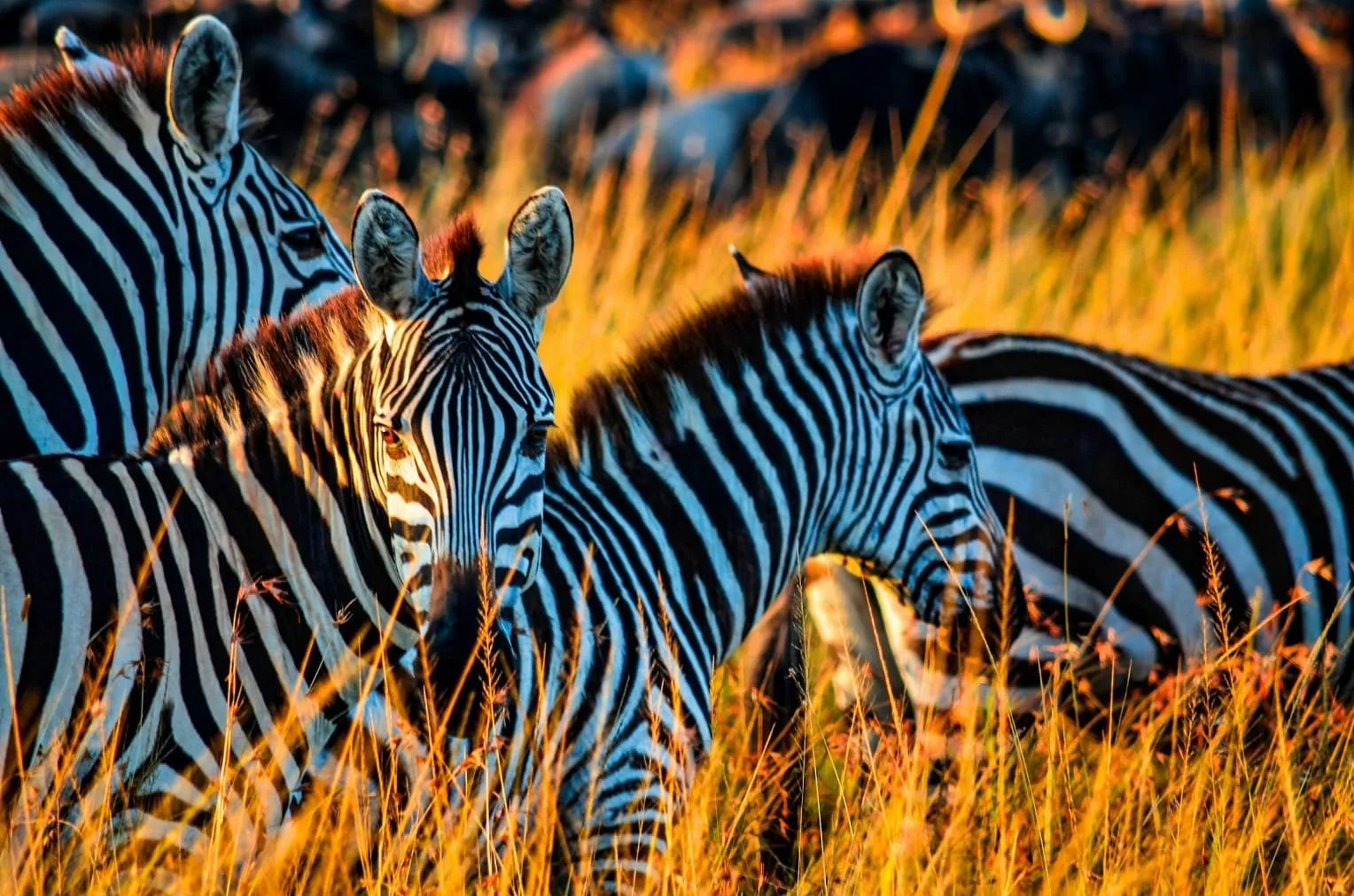 Serengeti safari packages and wildlife tours