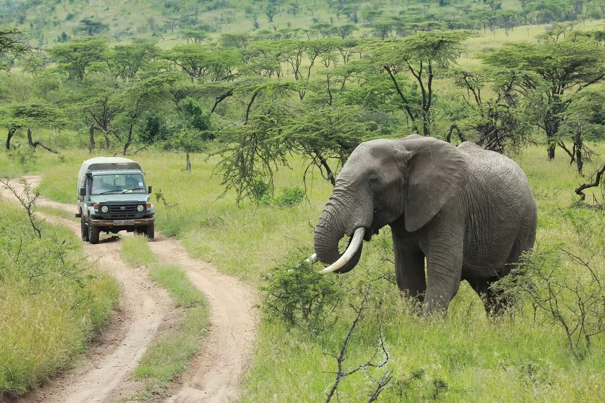 Tarangire National Park safari attraction