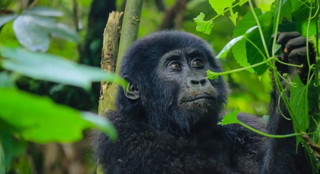 Uganda safari destination and gorilla trekking tours