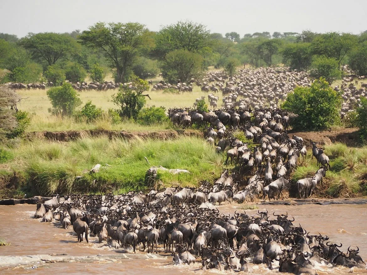 River crossing safari packages in Northern Serengeti