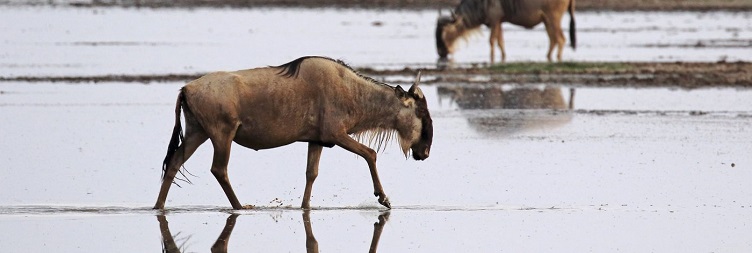 Amboseli National Park