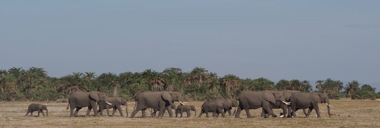 Amboseli National Park