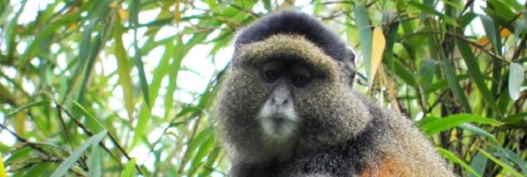 GOLDEN MONKEY TREKKING, TRANSFER TO LAKE KIVU