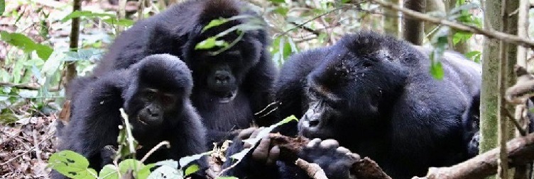 GORILLA TRACKING IN VOLCANOES NATIONAL PARK