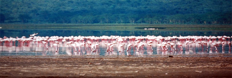 Lake Nakuru - Maasai mara National Reserve
