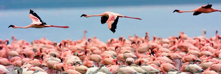 asai Mara National Reserve - Lake Naivasha