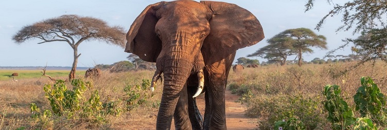 Nairobi – Masai Mara