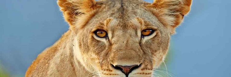 Full-Day Amboseli Safari