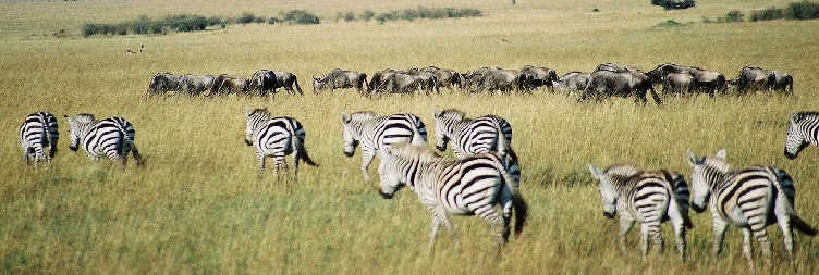 Ngorongoro Crater to Arusha then transfer to Kilimanjaro airport fly to Zanzibar (Flight not included to the price)
