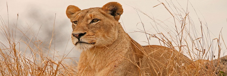 Amboseli – Nairobi