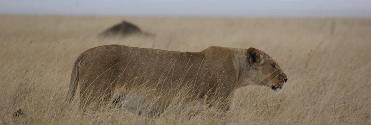 Amboseli to Nairobi
