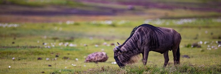 Full Game Drive Serengeti National Park North (wagakuria)