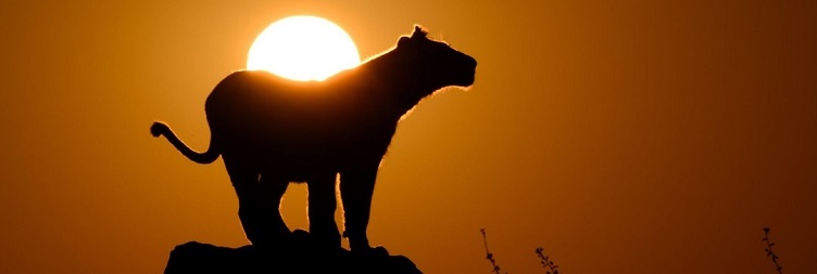 Serengeti National Park - Ngorongoro