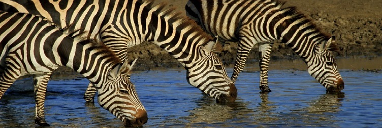 Lake Manyara National Park, then back to Arusha