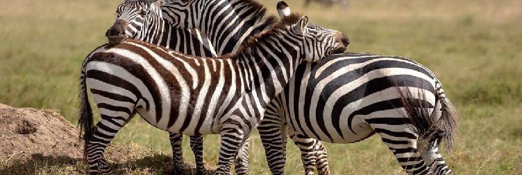 Full Day in Serengeti National Park
