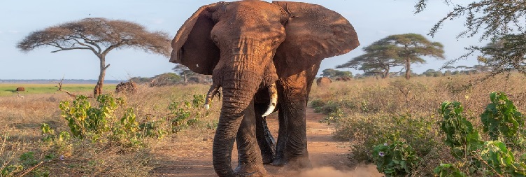 Arusha to Tarangire National Park 