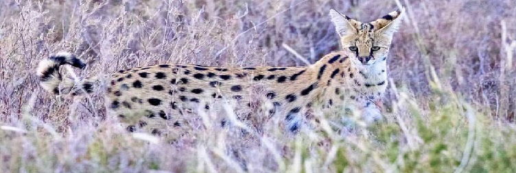 Mwanza to Serengeti National Park
