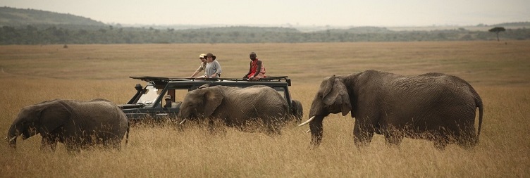 Full Day in Serengeti National Park