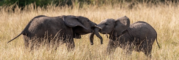  Arusha to Tarangire National Park and overnight at Manyara or Mto wa Mbu 