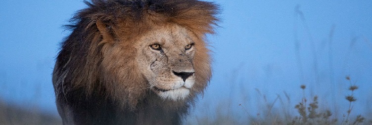  Game Drive in Ngorongoro Crater – Return to Arusha