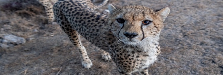 Serengeti National Park to Ngorongoro Conservation Area