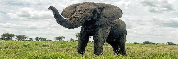  Ngorongoro Crater Safari and Return to Arusha 