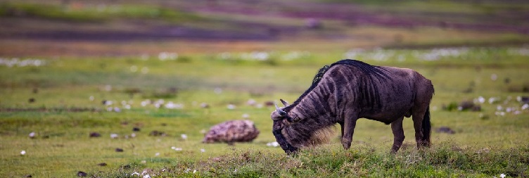 Arusha to Zanzibar (Flight not included to the price)