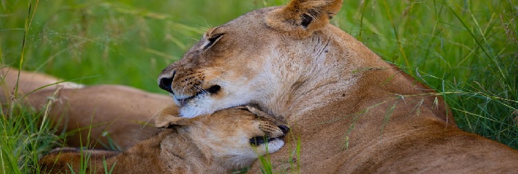 Full Day in Serengeti National Park