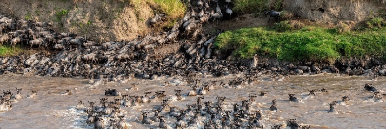  Serengeti National Park Full day 