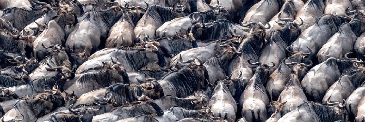 Serengeti National Park to Ngorongoro Conservation Area 