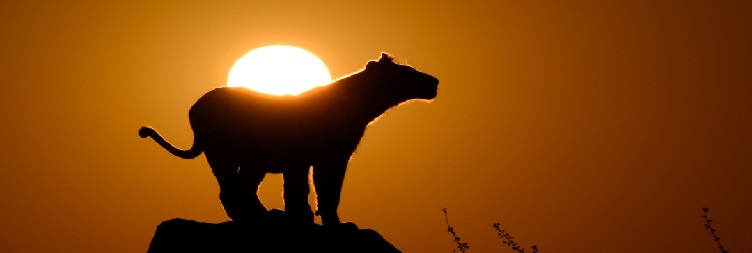Mwanza to Serengeti National Park