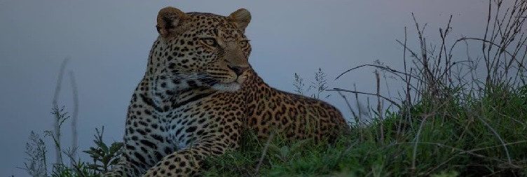 Serengeti to Ngorongoro Crater