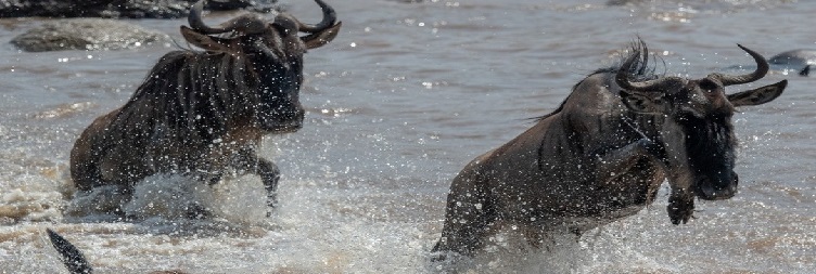 Ngorongoro Crater then back to Moshi