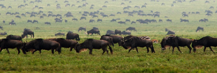 Ngorongoro Crater then back to Moshi