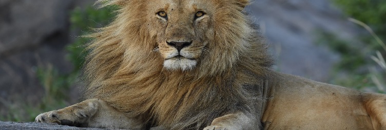 Ngorongoro to Serengeti