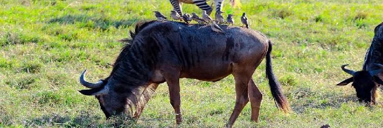 Lake Manyara National Park – Moshi