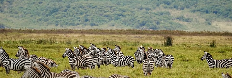 Ngorongoro Crater to Arusha then transfer to Kilimanjaro airport fly to Zanzibar 