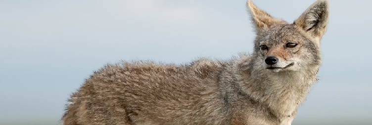 Ngorongoro Crater to Serengeti National Park
